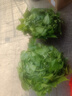 大盆長藤綠蘿盆栽室內(nèi)新房大葉水培客廳垂吊綠植物除甲醛花卉吊蘭 特大紅盆藤長約1m帶吸水盆+花架 曬單實(shí)拍圖