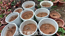 蘇躍 【買2送1】三角梅樹苗盆栽室內(nèi)陽臺爬藤植物勒杜鵑花苗重瓣大苗庭院花卉盆景 精品多色A款 四年苗(買兩顆送一顆)當(dāng)年開花 曬單實(shí)拍圖