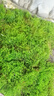 美園中苔蘚鮮活盆景鋪面微景觀植物水陸缸假山草造景材料細(xì)羽蘚短絨青苔 細(xì)羽苔蘚十盒（鮮活） 曬單實(shí)拍圖