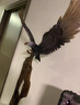開(kāi)業(yè)禮品純銅老鷹擺件大展宏圖家居客廳玄關(guān)裝飾辦公領(lǐng)導高檔禮品 大展宏圖老鷹 曬單實(shí)拍圖