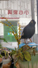花卷寶寶鳥(niǎo)糧八哥飼料鳥(niǎo)飼料營(yíng)養鷯哥鳥(niǎo)食海八黑八專(zhuān)用八哥糧鳥(niǎo)料八哥飼料 1斤 曬單實(shí)拍圖