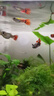 卡奇魚 孔雀魚 鳳尾魚 胎生魚 熱帶觀賞魚淡水活體魚小型魚純種好養(yǎng)易活 白金紅尾孔雀魚1對 曬單實拍圖