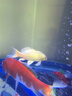 墨一金魚(yú)活魚(yú)黃金錦鯉魚(yú)招財風(fēng)水魚(yú)龍鳳錦鯉好養耐活冷水觀(guān)賞魚(yú) 黃金錦鯉16-18公分2條 曬單實(shí)拍圖