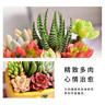 綠蔭巷子多肉植物組合盆栽陶瓷花盆新手肉肉辦公室內(nèi)桌面裝飾水果圖案 【粉草莓方盆】6顆隨機不重復 曬單實拍圖