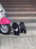 PUPPY GALLERY韓國進(jìn)口A(yíng)+狗狗胸背帶遛狗寵物狗狗牽引繩 小狗狗繩背心式小型犬 春日花海(隨單發(fā)放/顏色隨機) M 胸圍43-48cm/體重7.9-10.9kg 曬單實(shí)拍圖