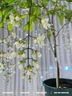 盆栽帶花苞室內(nèi)陽臺四季開花植物茉莉垂絲海棠好養(yǎng)綠植物 【垂絲茉莉辦公室清新綠植】兩年中苗 曬單實拍圖