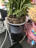 櫻霞白掌一帆風(fēng)順盆栽水培植物綠蘿籮花卉室內(nèi)花綠植紅掌發(fā)財(cái)樹(shù)吸甲醛 精品白掌3株帶花+原盆+營(yíng)養(yǎng)液【限量搶購(gòu) 】 含盆 曬單實(shí)拍圖