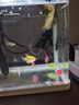 瘋狂水草神仙魚活體七彩燕魚熱帶觀賞魚淡水水族寵物熱帶耐活魚苗小型 精品混養(yǎng)藍魔金鼎+雙色曼龍 曬單實拍圖
