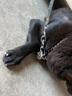 甜苗苗狗鏈子p鏈牽引繩狗鏈項(xiàng)圈栓狗遛中大型犬脖圈脖套鏈金屬防咬鐵鏈 狗鏈子項(xiàng)圈【加厚4.0絲粗】 55厘米(建議40-50斤) 高硬度,經(jīng)久耐用 曬單實(shí)拍圖