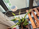 三思植物補光燈仿太陽(yáng)室內全光譜植物生長(cháng)燈多肉補光燈陶瓷盆夾水草燈 5W-盆夾植物燈(USB口) 曬單實(shí)拍圖
