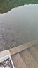 鰻魚苗淡水養(yǎng)殖 白鱔魚苗 白鰻苗 河鰻苗魚苗 鱔魚新鮮鮮活大頭 20條23-28m中鰻苗 曬單實(shí)拍圖