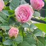 茗花潭四季播薔薇花種子爬藤月季玫瑰開花不斷爬墻庭院花卉盆栽植物花籽 混色薔薇花種子200粒+肥 曬單實(shí)拍圖