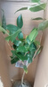 語安香妃山茶花苗盆栽五色赤丹花卉植物室內(nèi)好養(yǎng)杜鵑茶花樹苗四季開花 山茶花花苗 2年苗+1包肥料 曬單實拍圖