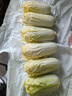 云南高山娃娃菜新鮮當(dāng)季娃娃菜3顆裝新鮮蔬菜生鮮 新鮮娃娃菜1*(3棵)*2包 曬單實拍圖