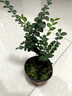 聽(tīng)雪樓名貴小葉紫檀盆景樹(shù)樁室內(nèi)花卉植物辦公桌面綠植樹(shù)苗盆栽h 矮霸老樁30厘米高 含原盆 曬單實(shí)拍圖
