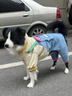 MIKI PAD狗狗衣服中大型犬春秋款柴犬金毛邊牧拉布拉多狗狗四腳衣大狗衣服 多巴胺撞色背帶褲 5XL背長60cm（參考體重45-55斤） 曬單實拍圖