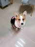 哈皮哆格寵物狗狗衣服夏季薄款透氣柯基泰迪比熊柴犬夏日狗防曬背心防掉毛 黑色球衣背心 4XL碼：建議28-35斤 曬單實(shí)拍圖