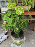 歐洲木繡球玫瑰花苗庭院花卉盆栽植物耐寒樹(shù)苗風(fēng)景樹(shù)大花無(wú)盡夏花 15cm盆 含盆 曬單實(shí)拍圖