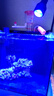 益科達(dá)海缸燈led海水魚(yú)缸燈水草小丑魚(yú)珊瑚專用可調(diào)焦藍(lán)白補(bǔ)光造景夾燈 16.8W黑色海缸燈-藍(lán)白變光 100缸內(nèi) 曬單實(shí)拍圖
