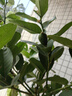 雙盟香水檸檬樹(shù)大型綠植盆栽客廳辦公室喬遷1.4-1.5m帶花帶果源頭直發(fā) 曬單實(shí)拍圖