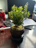 幼薇小葉赤楠盆景擺件 室內(nèi)綠植花卉盆栽老樁客廳辦公室桌面好養(yǎng)植物 小葉赤楠+紫砂盆+圓形底盤 帶盆栽好 曬單實(shí)拍圖