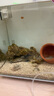 海水魚觀賞魚小丑魚全品活體透紅金透紅巴東全文黑邊公子小丑魚 2.5-3.5cm左右瑕疵斷紋公子一條 曬單實(shí)拍圖
