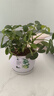 大型室內(nèi)客廳盆栽花卉八方來財鴨腳木綠植七葉蓮發(fā)財樹鴨掌木 八方來財送竹葉樹脂盆 曬單實拍圖