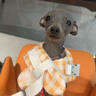 嬉皮狗（hipidog）狗狗救生衣寵物玩水衣服泰迪比熊柴犬中小型幼犬夏天游泳專用衣服 黃色 XS （建議體重1-3斤） 曬單實(shí)拍圖