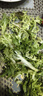 桃李村【順豐】新鮮黃心苦菊 苦葉生菜狗牙菜苦細葉沙拉菜食材 500g 曬單實拍圖