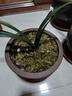 劉閣蘭花蘭科花卉通用特調土 君子蘭石斛多肉植物種植專(zhuān)用營(yíng)養土綠植花卉 促銷(xiāo)：營(yíng)養土4包 曬單實(shí)拍圖