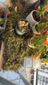 臨雅青苔蘚鮮活微景觀綠植盆景桌面假山造景材料永生白發(fā)短絨源頭直發(fā) 曬單實拍圖