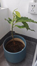 臨雅白蘭花盆栽玉蘭花樹(shù)苗帶花苞黃角蘭室內庭院濃香花卉四季開(kāi)花植物 【白蘭】花苗50-60cm左右 曬單實(shí)拍圖