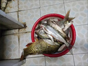 豬母奶釣魚(yú)小藥奶香粉劑末高濃香精釣魚(yú)餌料鯽鯉魚(yú)羅非黑坑添加劑 一瓶裝【奶味濃郁誘魚(yú)迅速】 曬單實(shí)拍圖
