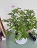 創(chuàng)京鑫選德國(guó)品質(zhì)驅(qū)蚊草盆栽植物室外室內(nèi)綠植祛蚊種籽子庭院香葉天竺葵開 驅(qū)蚊神器驅(qū)蚊草小苗原土無盆送 曬單實(shí)拍圖