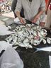 鮮又來帶魚段浙江舟山小眼帶魚新鮮海捕刀魚5斤特大帶魚段中段 5斤精品特大段 中段 曬單實(shí)拍圖