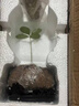 創(chuàng)京鑫選德國品質(zhì)墨西哥鐵樹盆栽幸運四葉草水培植物迷你盆景辦不支持退換 幸運墨西哥鐵+小喜瓷盆+圓底座 曬單實拍圖