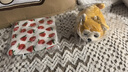 LIV HEART日本柴犬睡覺抱枕公仔狗毛絨兒童玩具玩偶陪睡娃娃七夕禮物女送禮 【清涼升級(jí)款】小太柴犬 單只XL號(hào) 曬單實(shí)拍圖