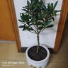 山茶花樹苗花卉盆栽大型室外庭院植物耐寒盆景常青四季開花茶花 特惠精品茶花2公分直徑高1米 不含盆 曬單實拍圖