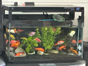 廬播適用小米魚缸出水口配件增氧改裝件升級(jí)滴流雨淋瀑布兩用改善水循 雨淋瀑布出水口 曬單實(shí)拍圖