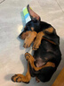 祥記萌奇杜賓幼犬幼崽純種活體大型護衛(wèi)犬美系德系雙血統(tǒng)猛犬守護犬伴侶犬 血統(tǒng)級 曬單實拍圖