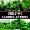 瘋狂水草（FKSC）莫斯水草活體植物魚缸造景底部前景套餐懶人陰性莫斯樹沉木水榕 火焰垂淚莫斯組合 曬單實(shí)拍圖