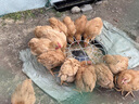 半斤一斤活體雞草雞散養小雞仔脫溫半大雞家養雞苗下蛋雞批發(fā) 半 一斤九斤紅（ 1只價(jià)格4只起拍） 曬單實(shí)拍圖