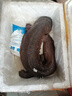 從都園順豐包郵娃娃魚(yú)活體生鮮大鯢海鮮水產(chǎn)鮮活淡水魚(yú)肉質(zhì)鮮美3-18斤 一條15斤 曬單實(shí)拍圖