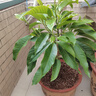 看匠白蘭花玉蘭樹(shù)苗花卉植物室內庭院綠植易活帶花苞四季開(kāi)黃角蘭盆栽 白蘭50--60厘米高1棵 曬單實(shí)拍圖