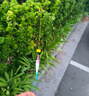一味化氏一味冰藍粉魚(yú)漂浮漂電子漂鯽魚(yú)漂高靈敏醒目加粗釣夜光漂 3號【吃鉛:1.6g,全能綜合鯽鯉】 咬鉤變色款1支+1枚電池 曬單實(shí)拍圖
