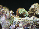 ?？麩晒饩G紅海葵珊瑚綠地毯小丑魚(yú)共生?？涹w魚(yú)缸奶嘴 熒光奶嘴5cm（綠奶品種） 曬單實(shí)拍圖