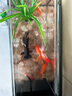 精品金魚觀賞魚養(yǎng)不死自來水鴻運當頭好養(yǎng)耐活魚冷水淡水魚風水魚 精品金魚組合顏色隨機 7-10厘米5條 曬單實拍圖