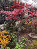 日本紅楓樹(shù)苗四季紅室外耐寒紅舞姬盆景盆栽大樹(shù)綠植庭院綠化植物 紅楓3公分粗帶土球 曬單實(shí)拍圖