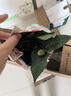 開(kāi)時(shí)果 香妃山茶花盆栽帶花苞發(fā)貨 四季花卉室內綠植物山茶花樹(shù)苗好養活 【大苗】1盆/50-60cm-單發(fā)植物 曬單實(shí)拍圖