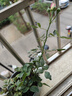 申堰【2顆】碎冰藍玫瑰玫瑰老樁花卉綠植盆栽陽臺花卉玫瑰花盆栽室內(nèi) 稀有黑巴克/共【2顆】 曬單實拍圖